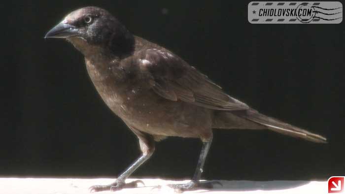 grackle-16005