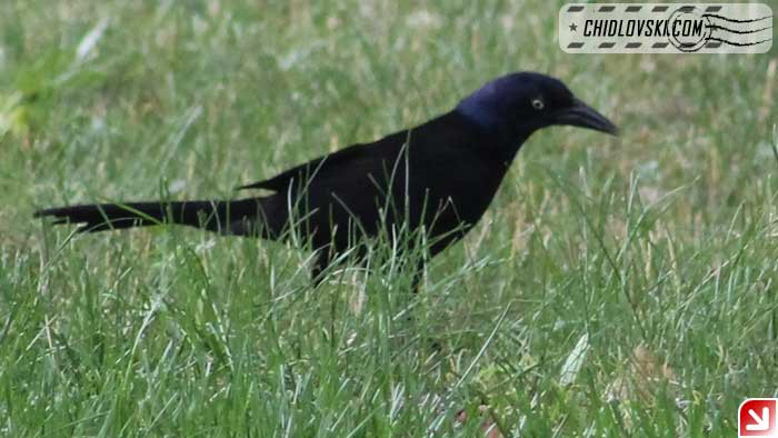 grackle-16006