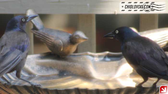 grackle-16008