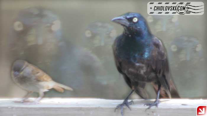 grackle-16009