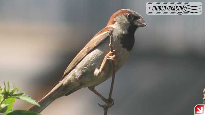 sparrow-16005