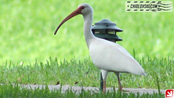 white-ibis-16001