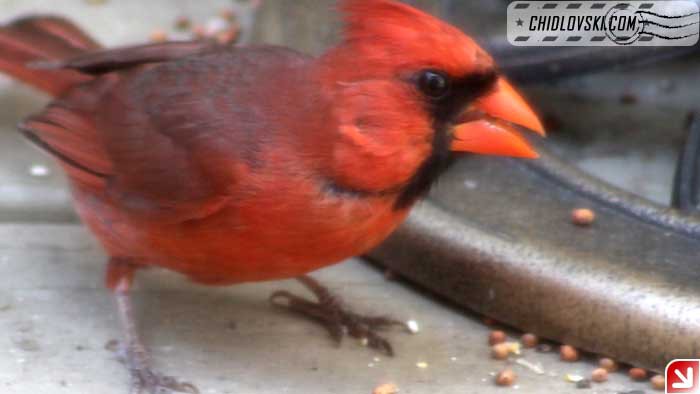 cardinal-16014