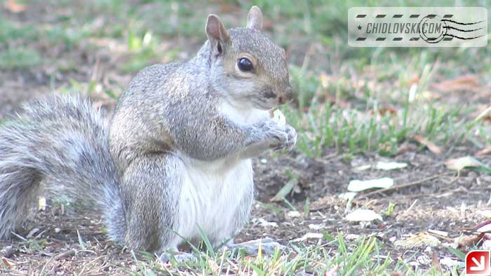 squirrel-16002