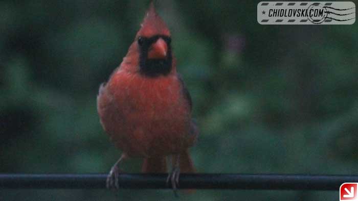 cardinal-16016
