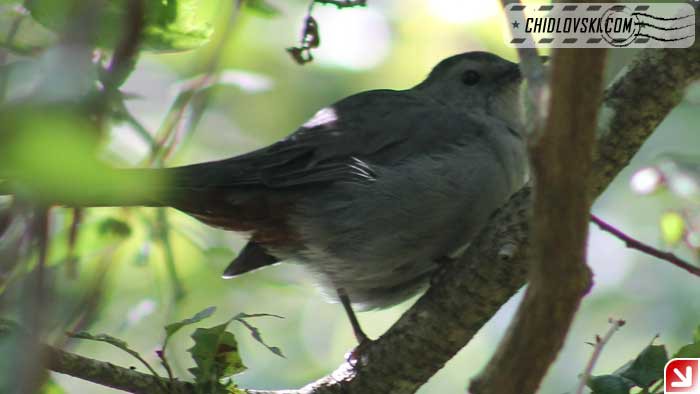 catbird-16005