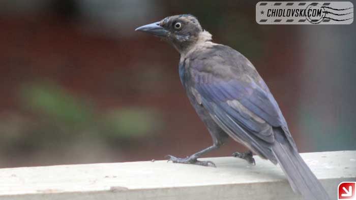 grackle-16008