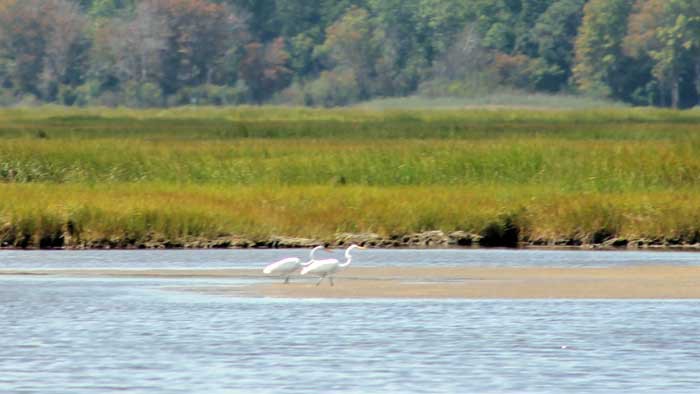 plum-island-16002