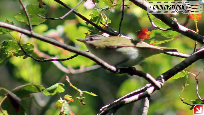 red-eyed-vireo-16001
