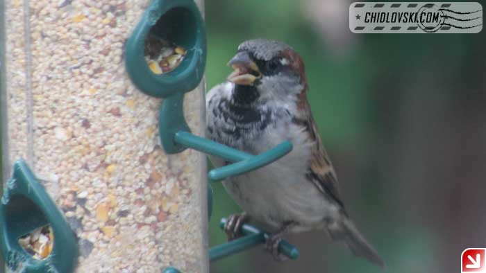 sparrow-16006