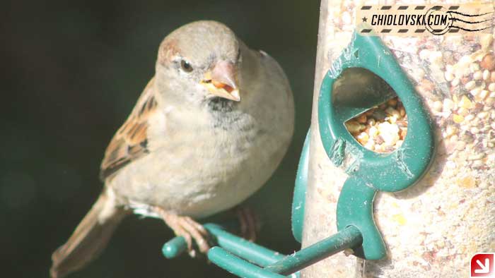 sparrow-16011