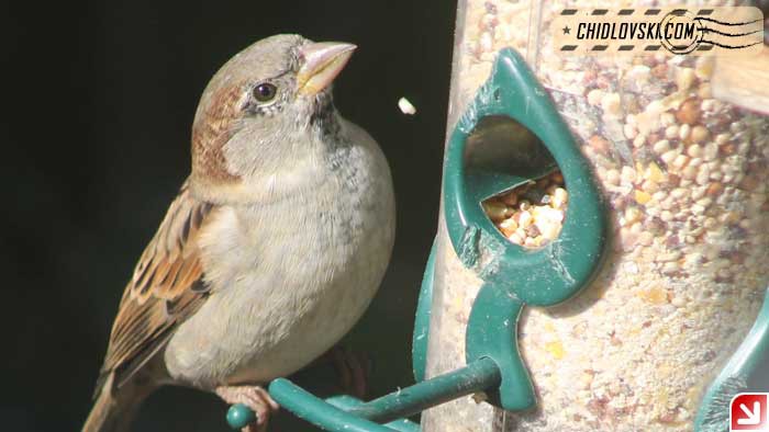 sparrow-16012
