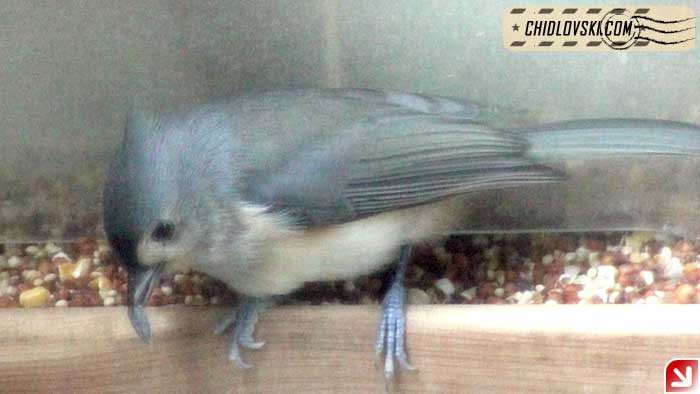 titmouse-16003