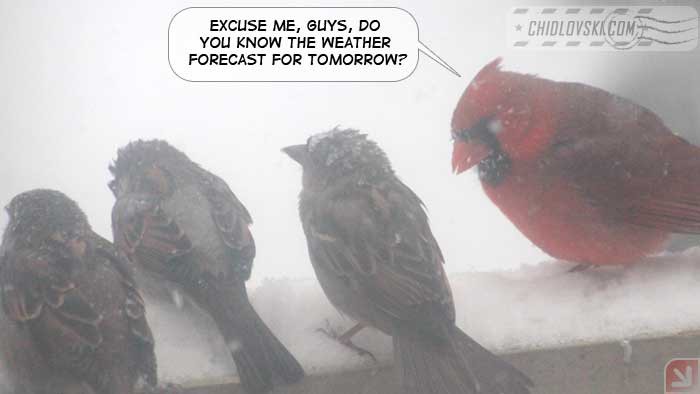birds-weather