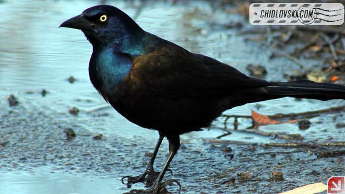 grackle-17001