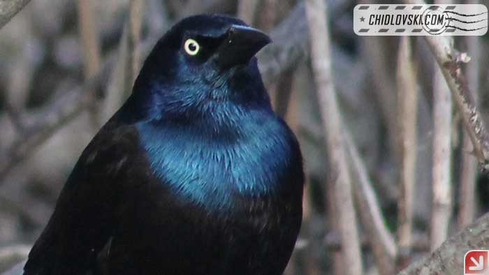 grackle-17002