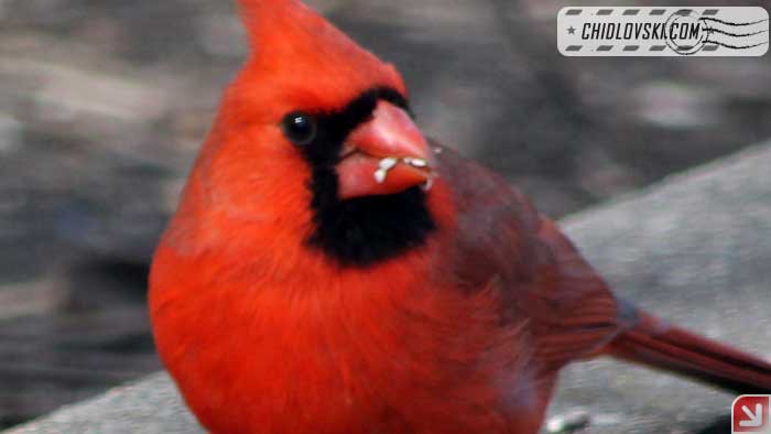 cardinal-17007