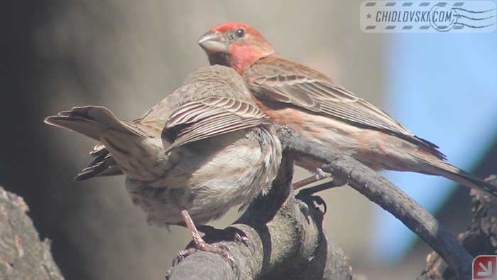 finches-17003