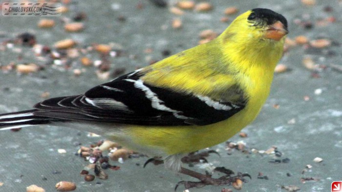 goldfinch-b001