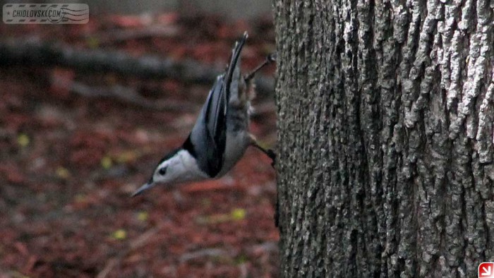 nuthatch-b001