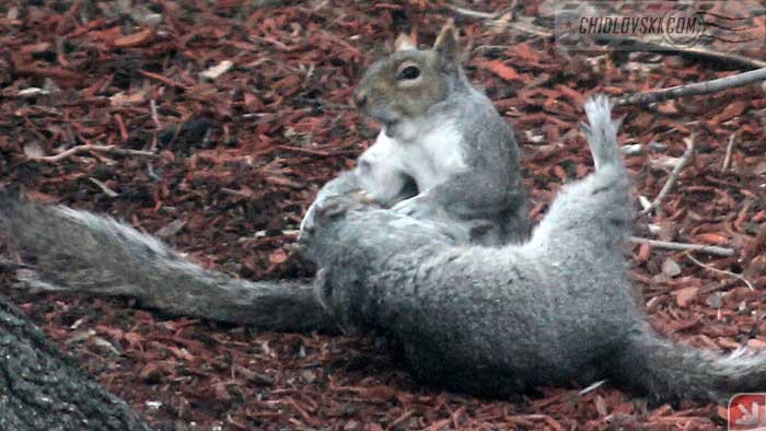 squirrel_play