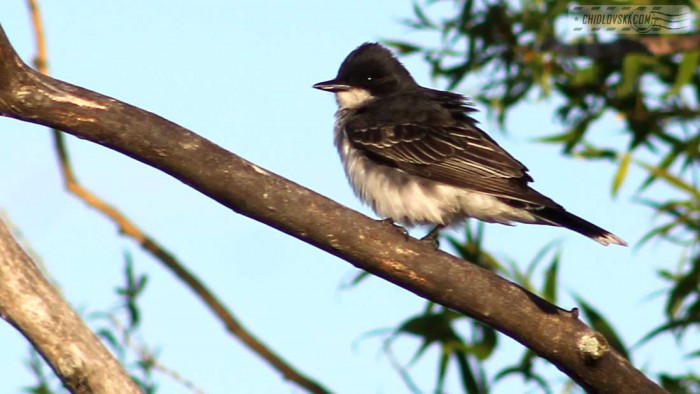 eastern-kingbird-b001
