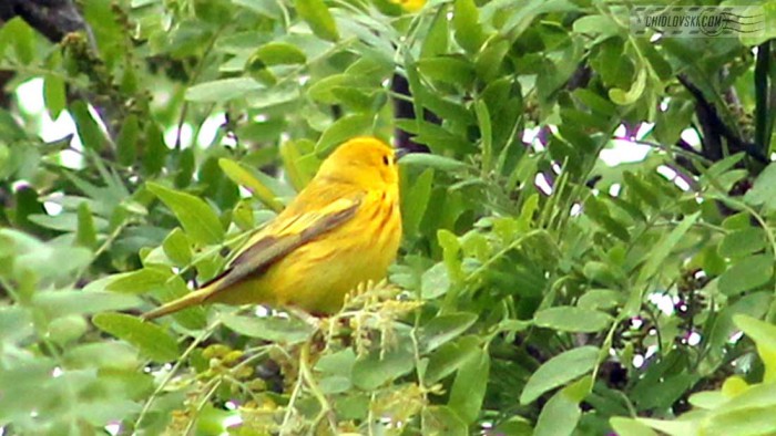 yellow-warbler-b001