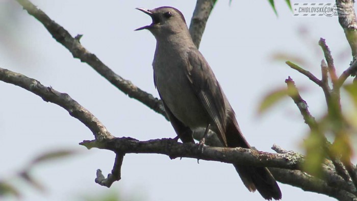 catbird-b004