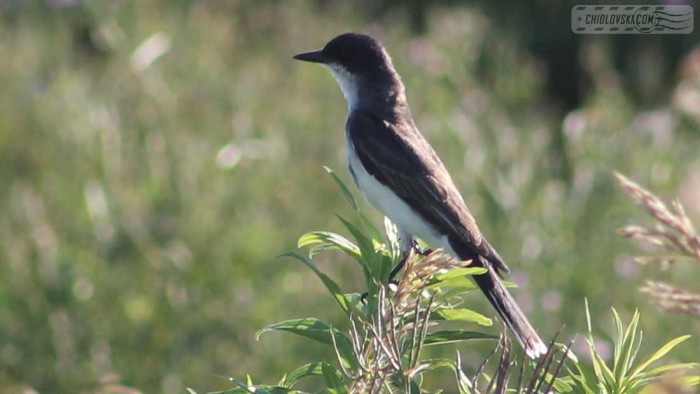 kingbird-b003