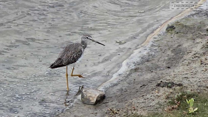 lesser-yellowlegs-b001