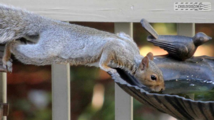 squirrel-b101