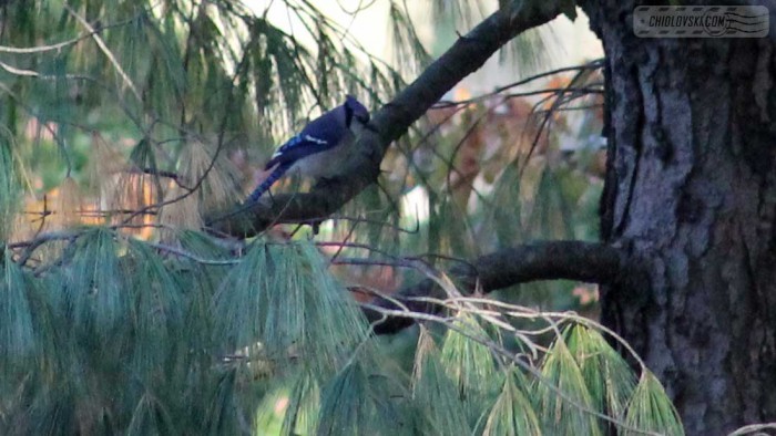 blue-jay-b001