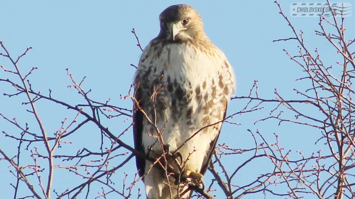 cooper-hawk-b002