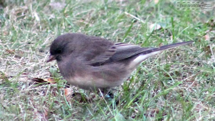 junco-b001