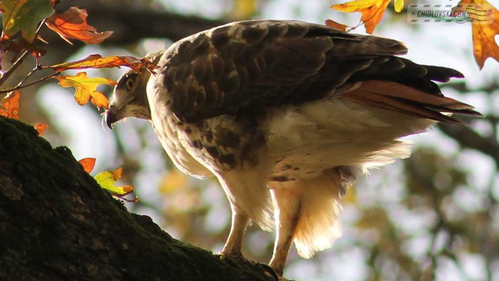 red-tailed-hawk-b001