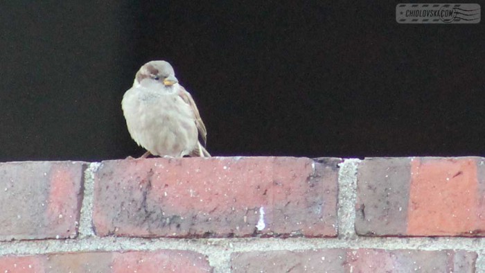 sparrow-mah