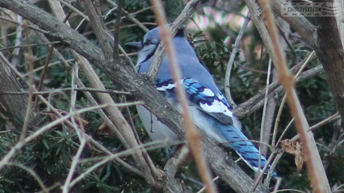 blue-jay-b001