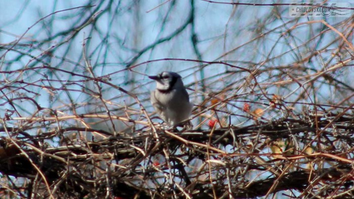 blue-jay-b003