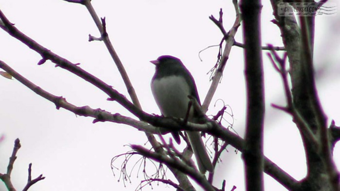 junco-b003