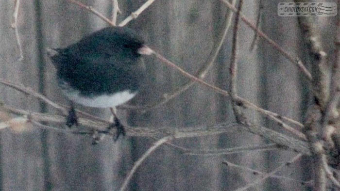 junco-b004