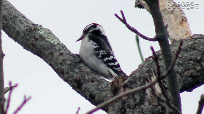 woodpecker-downey-b001