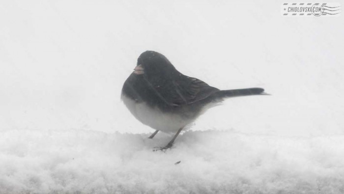 birds-noreaster-b006