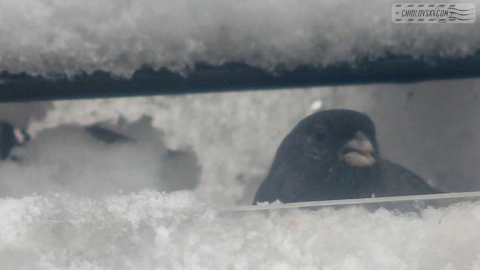 junco-b006