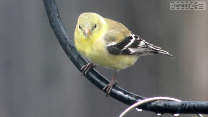 goldfinches-b011