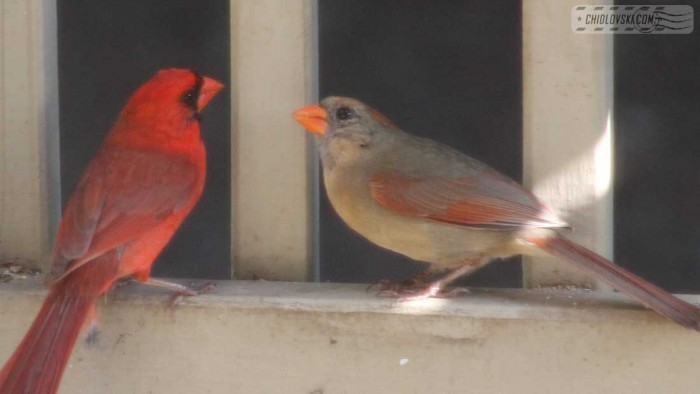 birds-cardinals-002